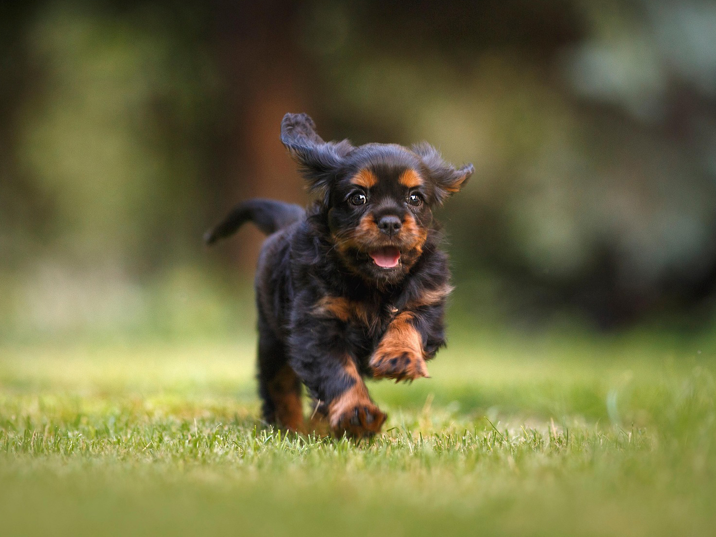 Mein Partner auf vier Pfoten